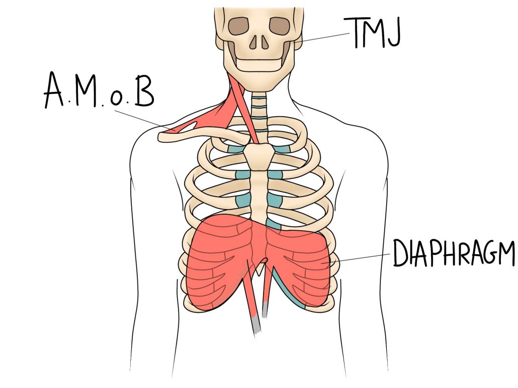 Areas of the body affected by tension