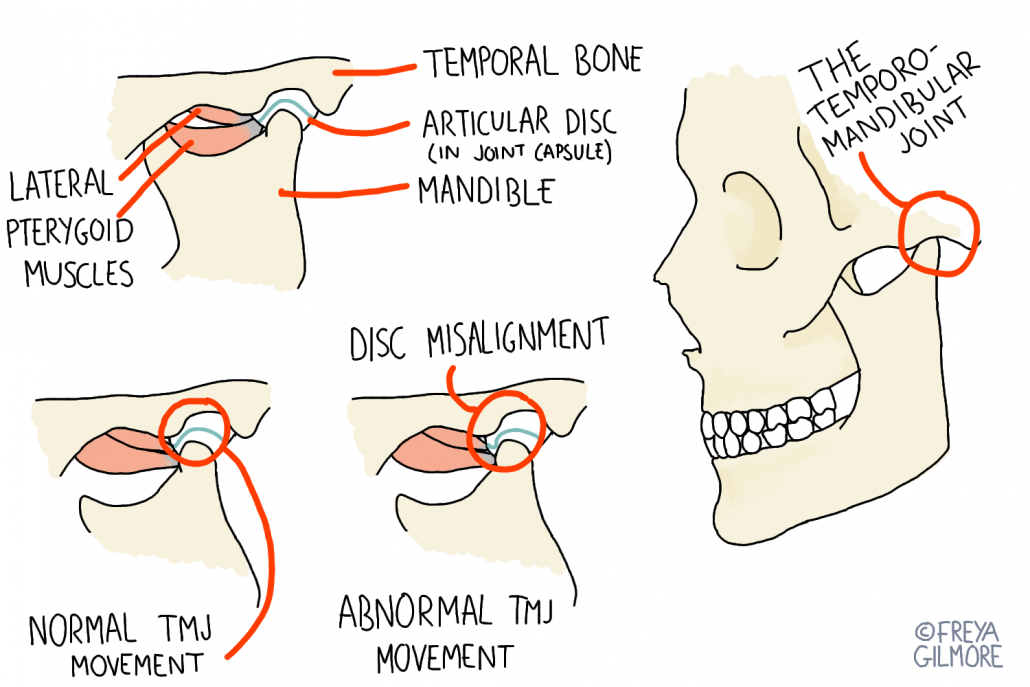 Jaw anatomy