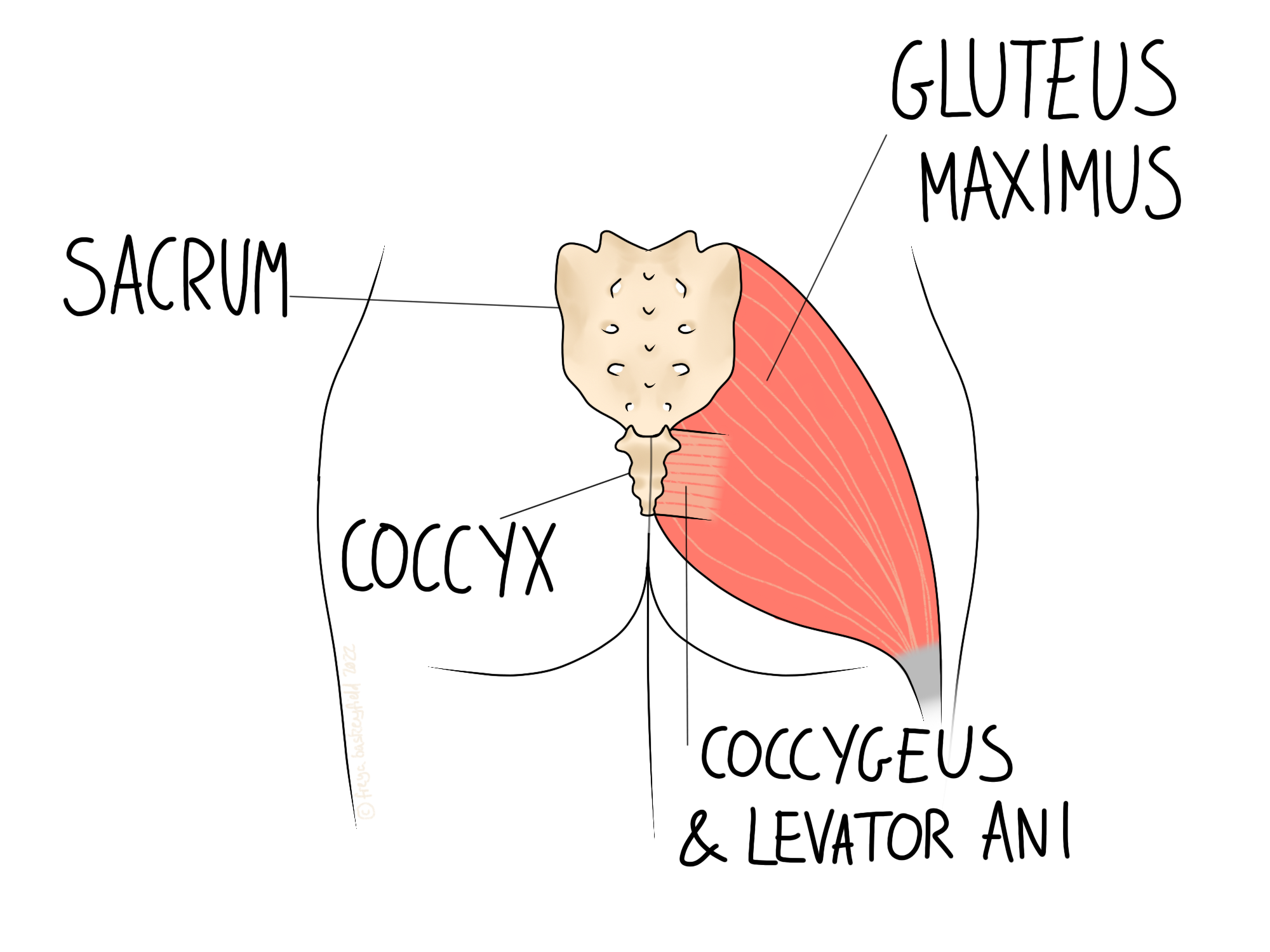 Coccyx Pain, Coccydynia & Tailbone Pain Treatment